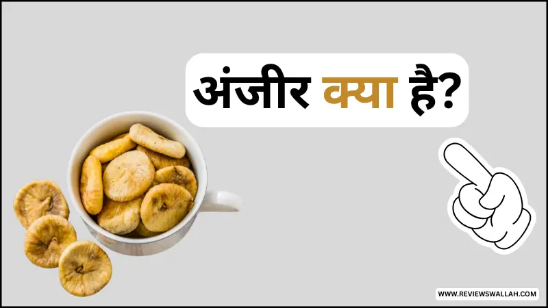 अंजीर क्या है - अंजीर फल की जानकारी हिंदी में (Fig fruit information in Hindi)